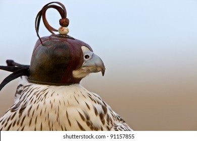 Falcon Hoods