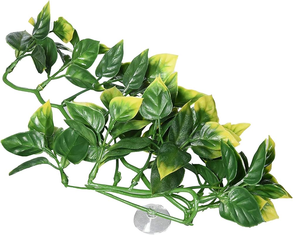 Terr. Plant Amapallo 80Cm