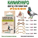 [1910000965034] Treatment Bracelet Of Splayed Leg In Pigeons