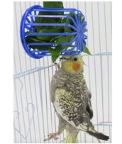 [4830779210006] Parrot Food Basket